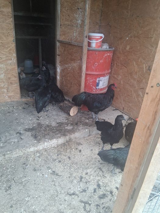 Cocosei australorp si new hampshire