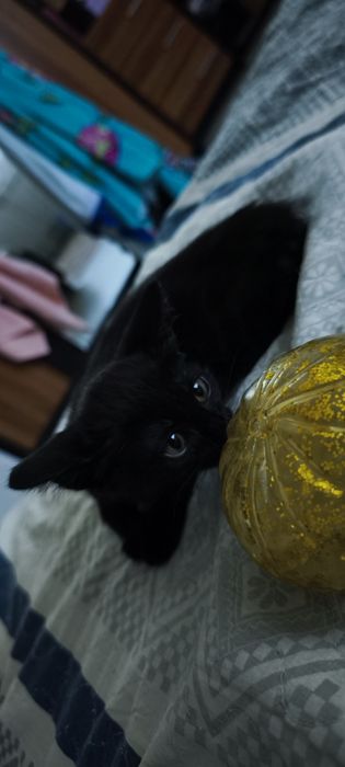 Отдам даром котёнка