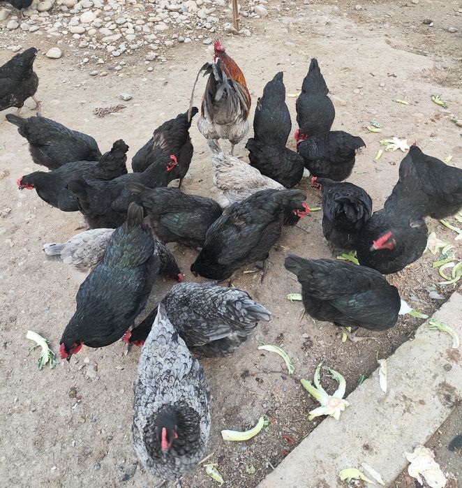 Australorp zotli tovuq tuxumlari sotiladi.