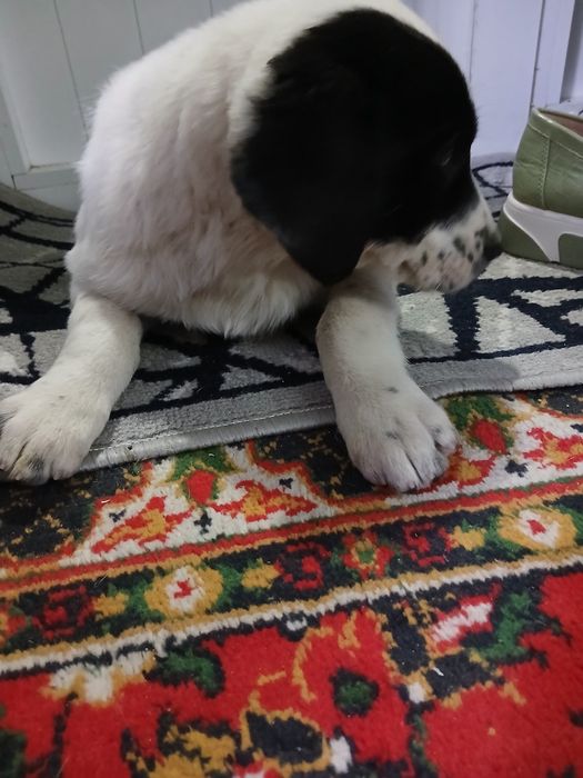 Тоза кучукча кизча яхши одамга берамиз