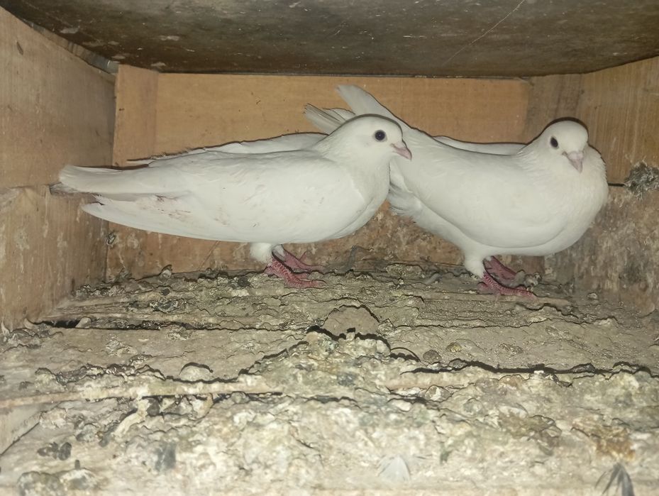 Sotiladi Toshkent shahar Bektemir tumani