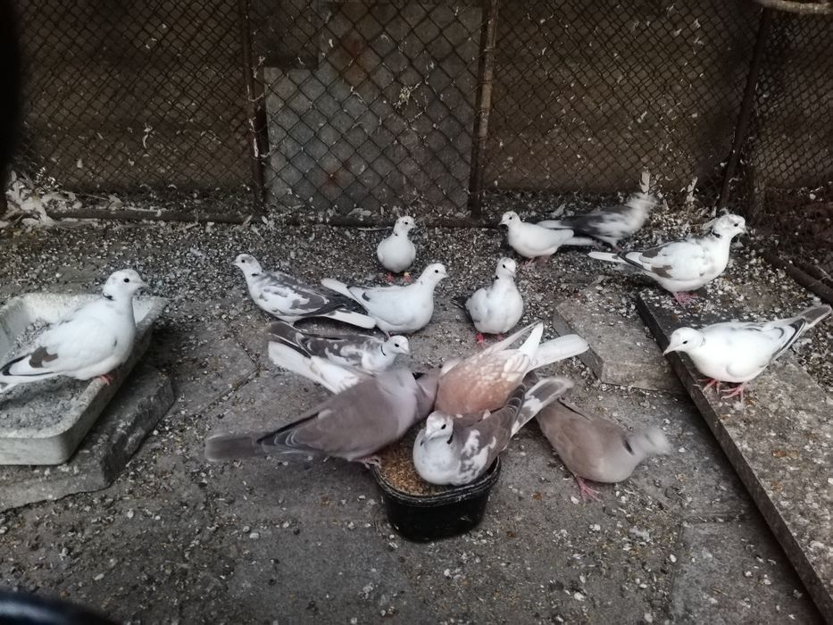 Смеещисе Гугутки