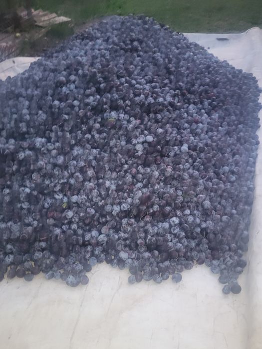 Vând  urgent  prune    pentru țuică