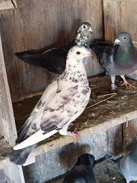 Porumbei voiajori cu expozitie