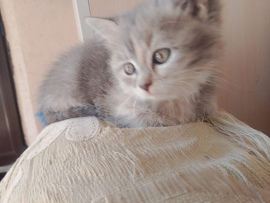 Отдам в хорошие руки котят