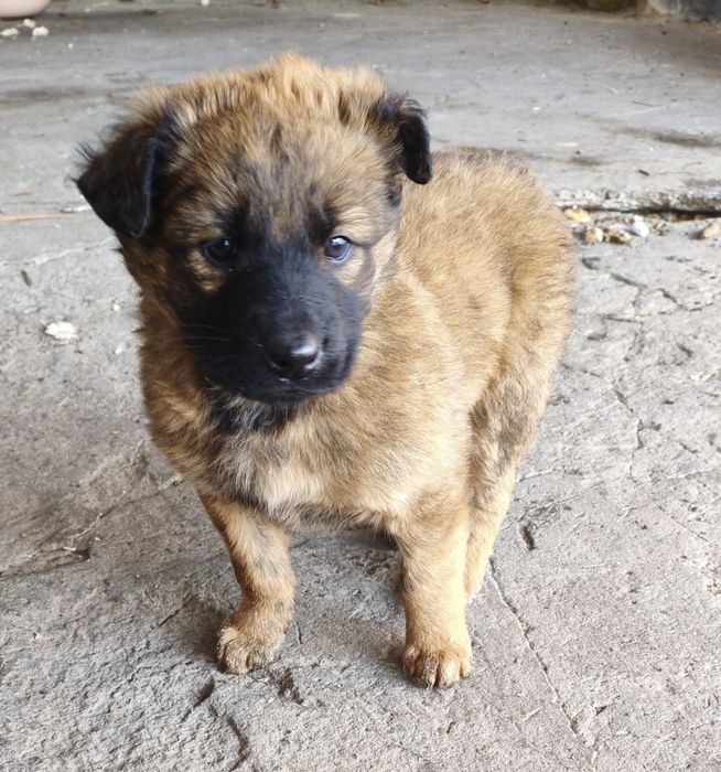 Щенки в добрые руки