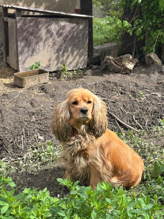 Англиский кокер спанель