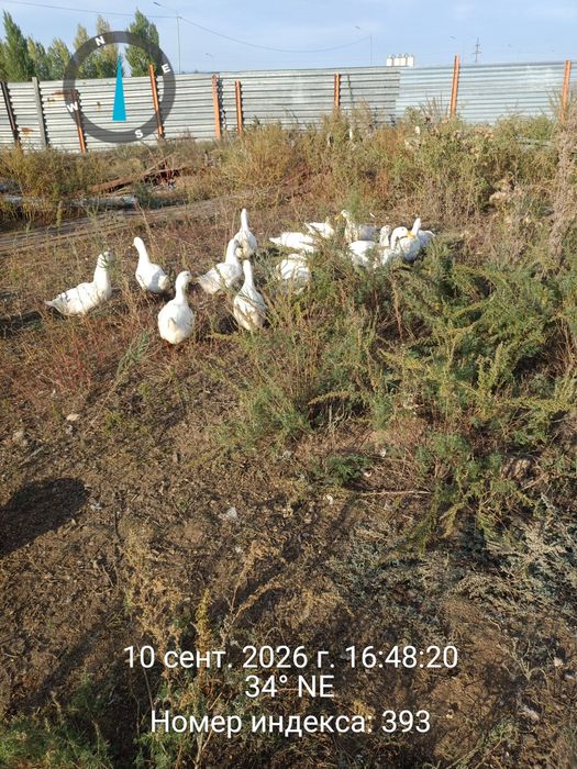 Продам  уток стар 53