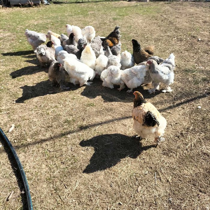 Ouă incubat găini Brahma, Vălișoara și Australorp