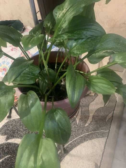 Цветы распродажа, распродажа