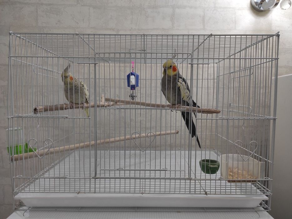 Кореллы Пара молодые