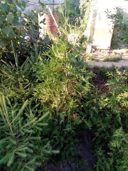 Продам кусты, деревья, липа, Берёза