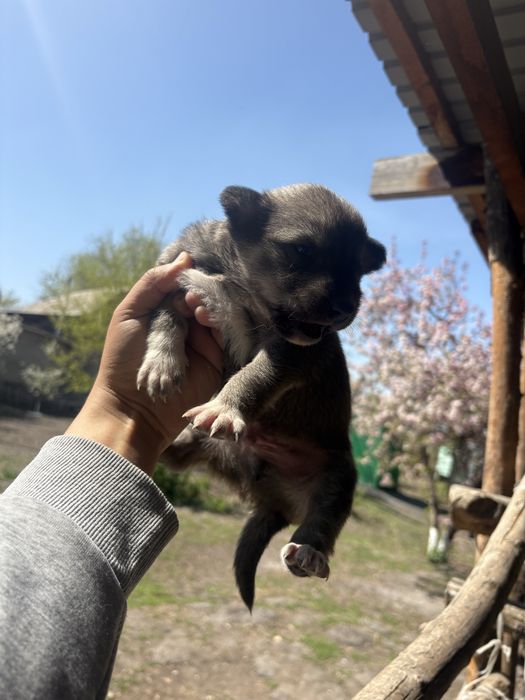 Продам щенят лайки