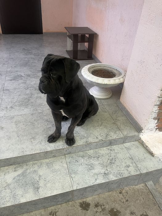 Италянский мастиф Кане-корса