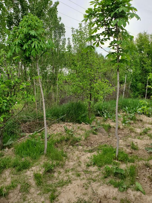 kashtan sotladi. kelishiladi