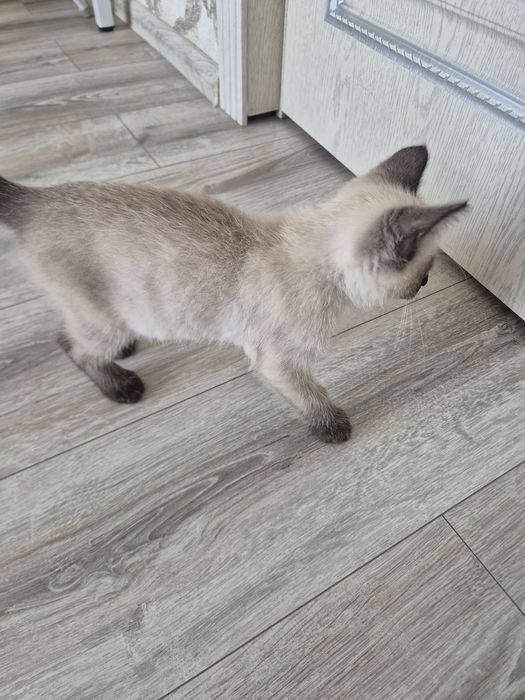 Бесплатно отдам котенка