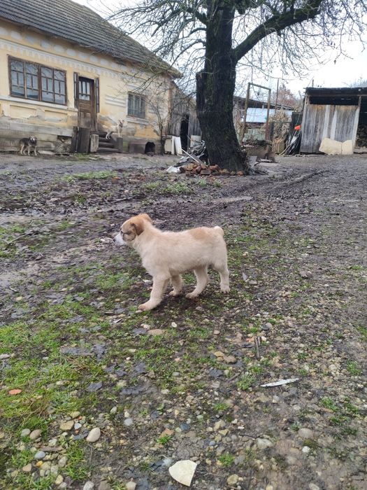 Căței pentru adoptie