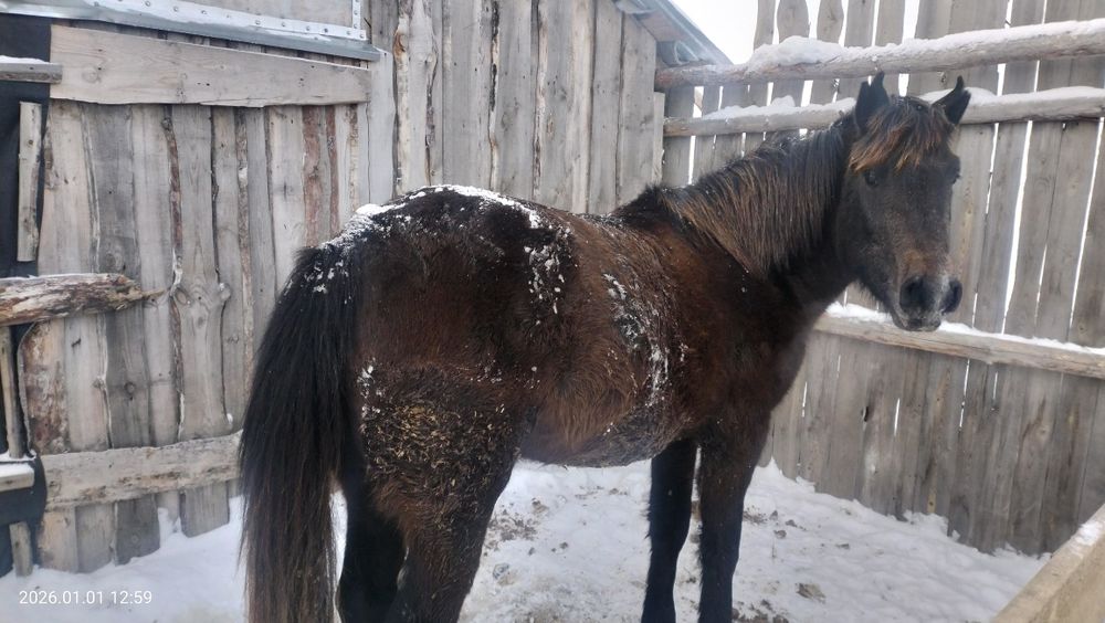 Продам       кунан