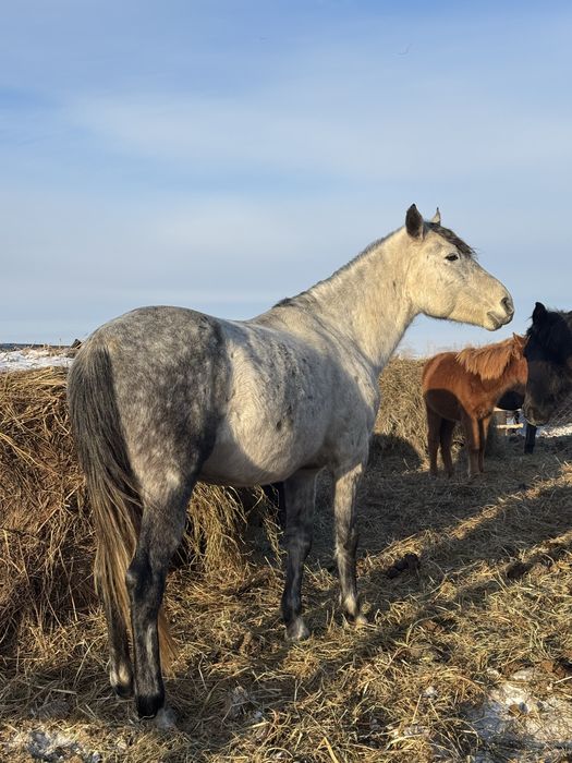 7 жасар айғыр сатам