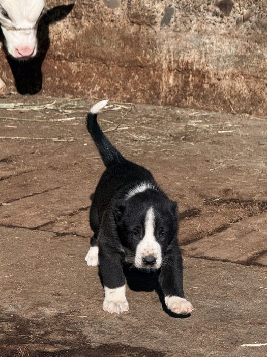 Продажа щенки Алабай(САО)