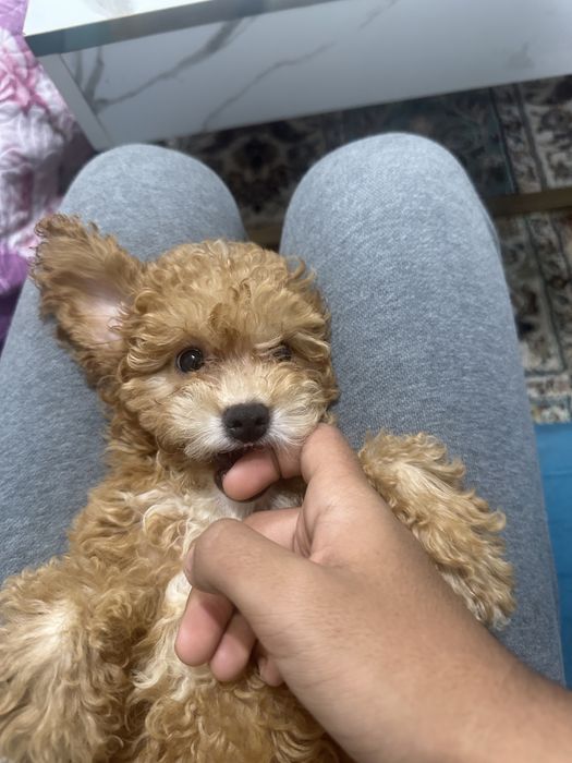 Пудел каралевский.