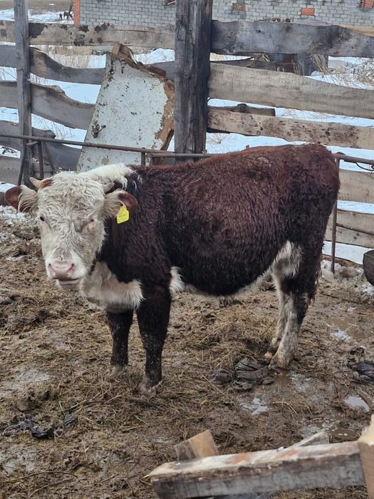 Продаются быки полторашки