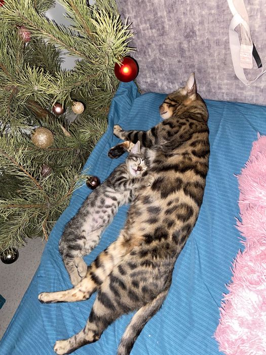 Бенгальская Кошечка