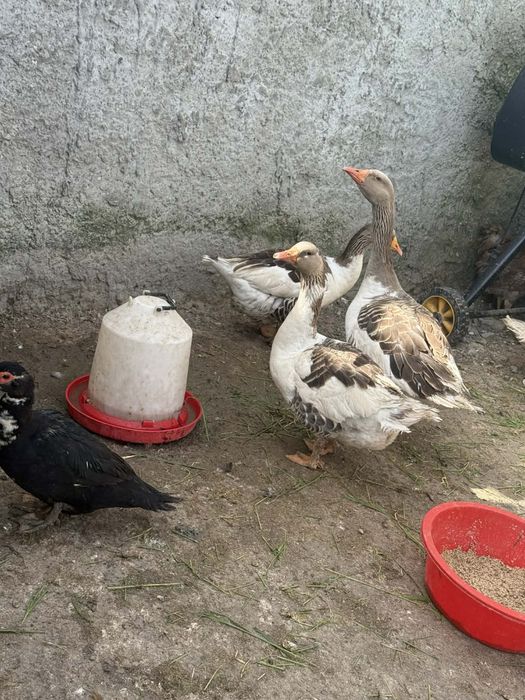 Vând familie de  2 gâște si un gâscan