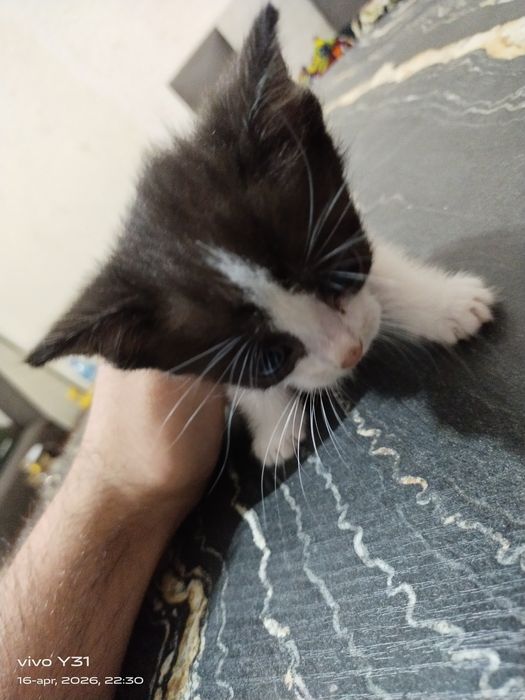 Kichkintoy mushuklar