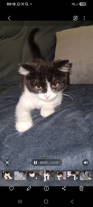 Малыш ищет мампап. Доставлю!