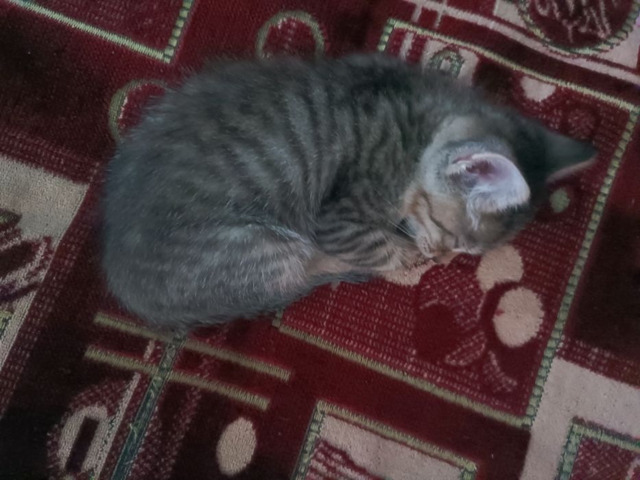 Дарю котят в добрые руки