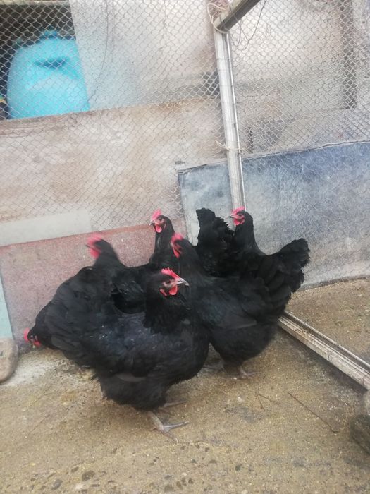 Ouă pentru incubat din rasa austrolop