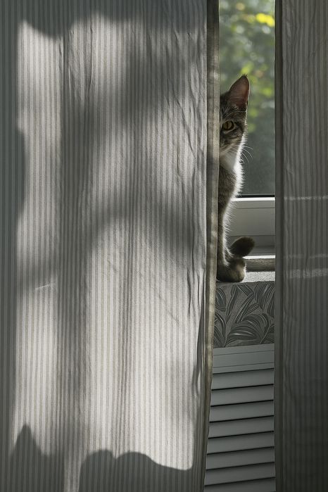 Домашняя передержка для кошек