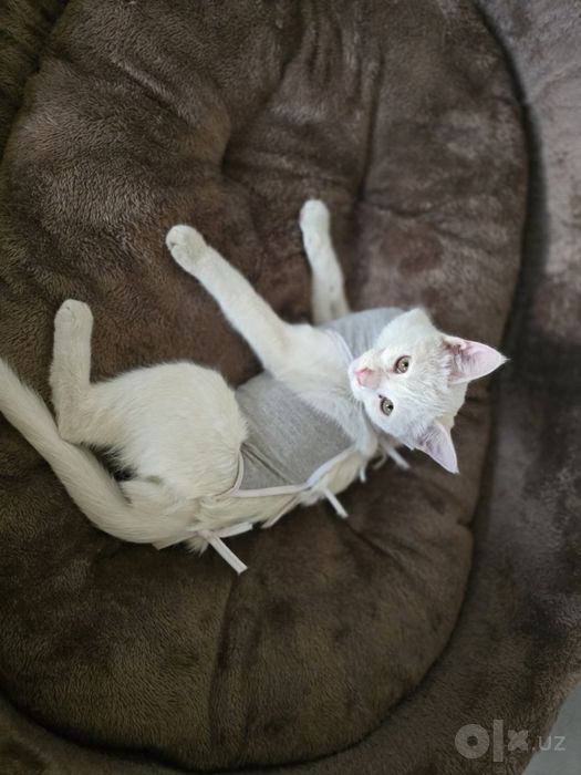 Кошечка, 6 месяцев, белый окрас