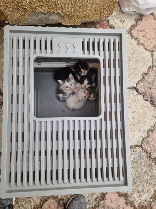 Отдам котят в добрые руки