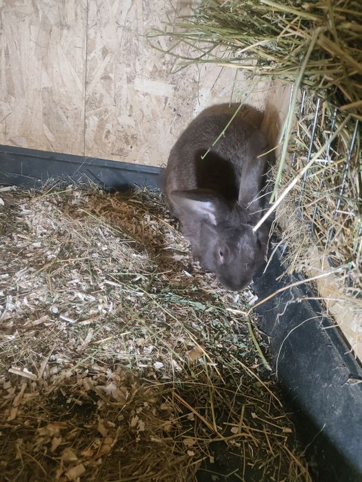 Iepuri Uriaș Pestriț German