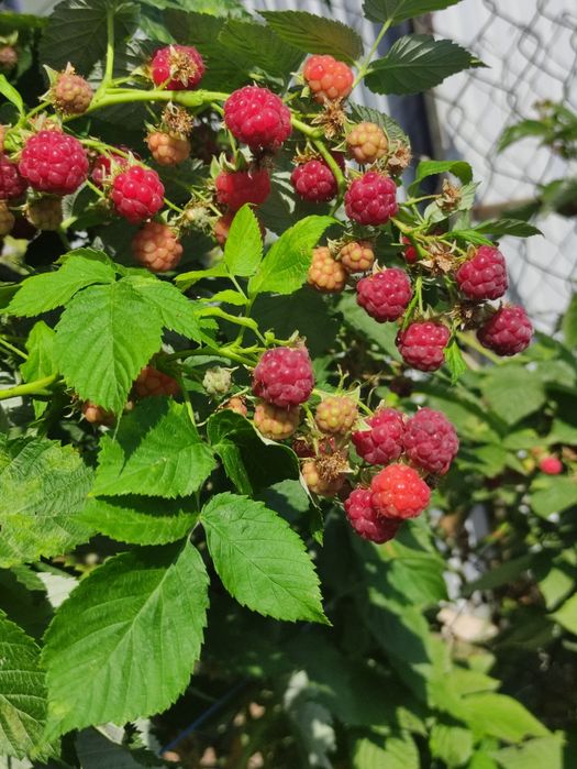 Малина "Белостволка" - ремонтантная