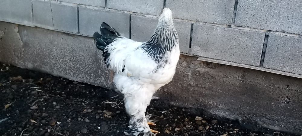 Продам петух брама домашний