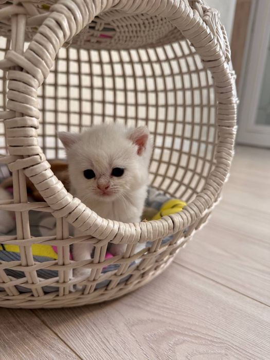 Готовятся на продажу котятки