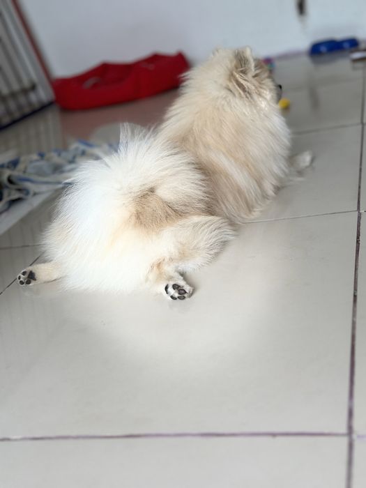 померанский шпиц