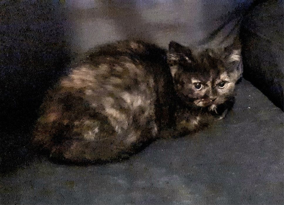 Pisicuta british tortoiseshell norocoasa