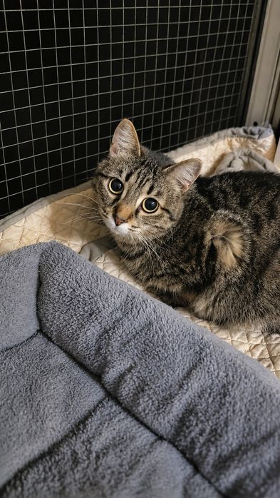 Кошечка Мишель ищет дом