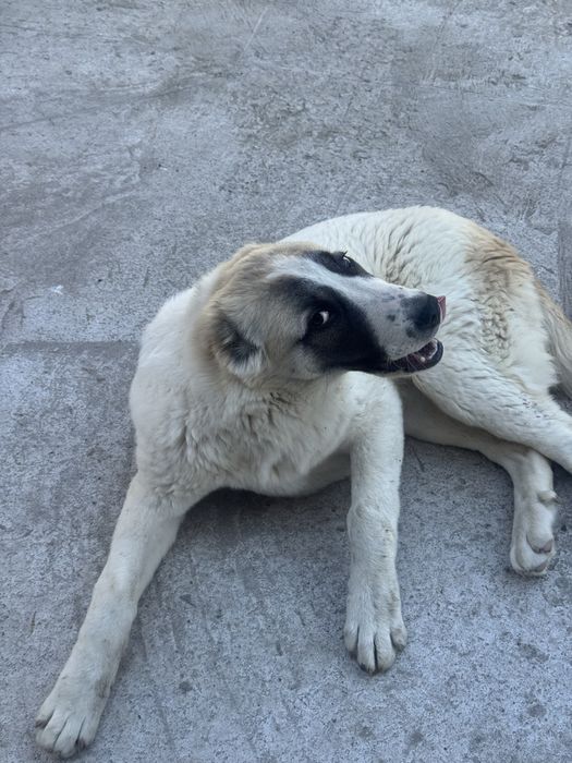 Срочно продается алабай сучка