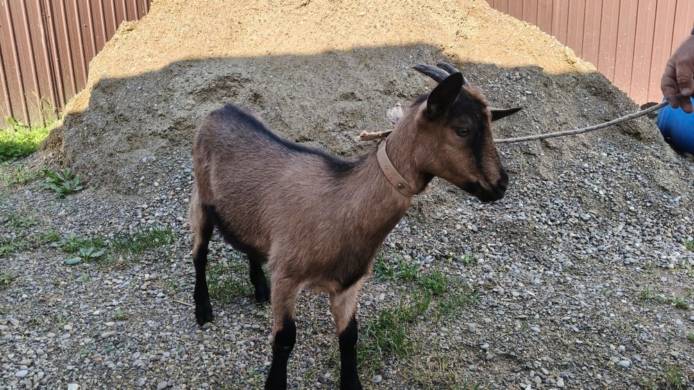 Capra alpina franceza (iadă)