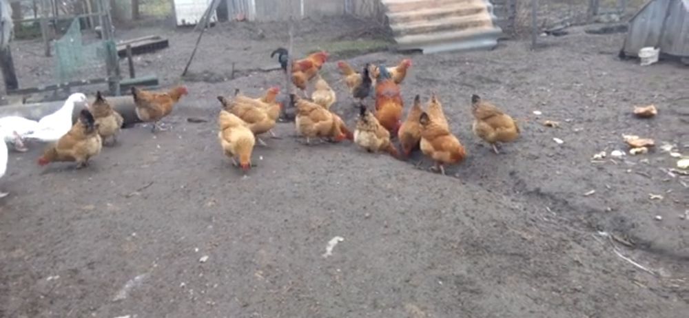 Кучинские юбилейный