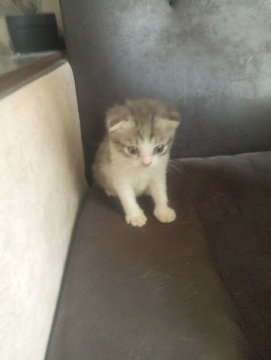 Зотдор мушуклар сотилади