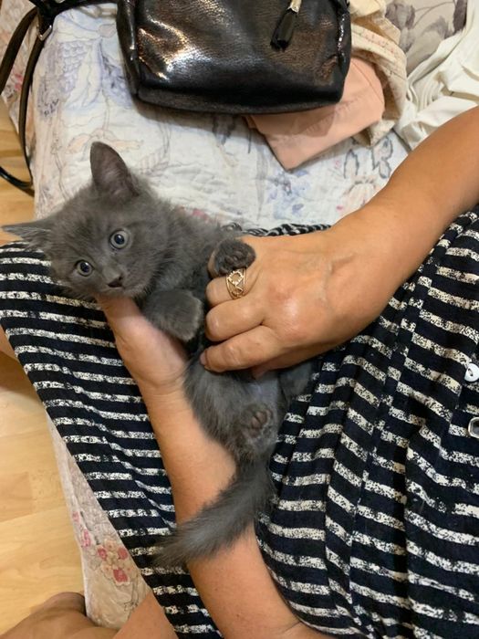 котенок в алматы