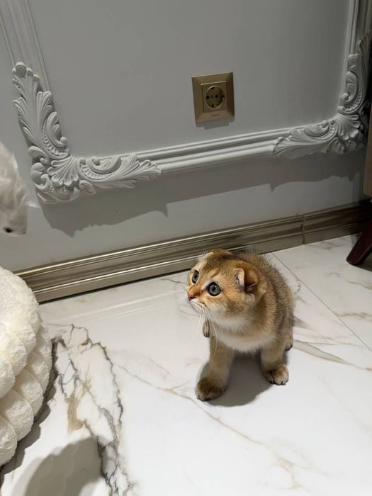 Zolotistiy shinshila