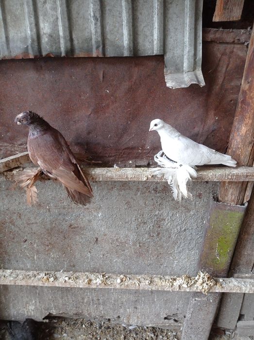 Голуби молодеж самка