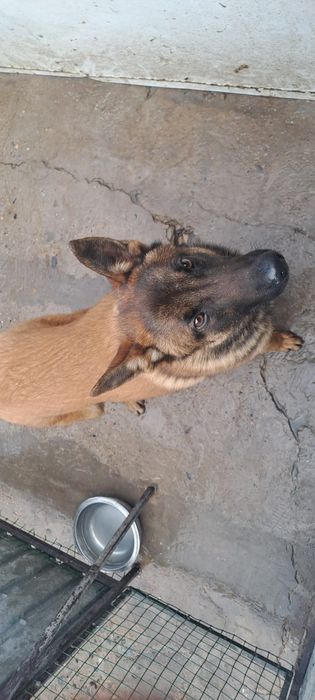 Бельгийский овчарка малиноа